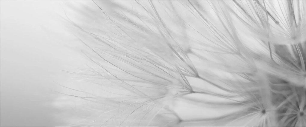 Kép - Pitypang (120x50 cm)