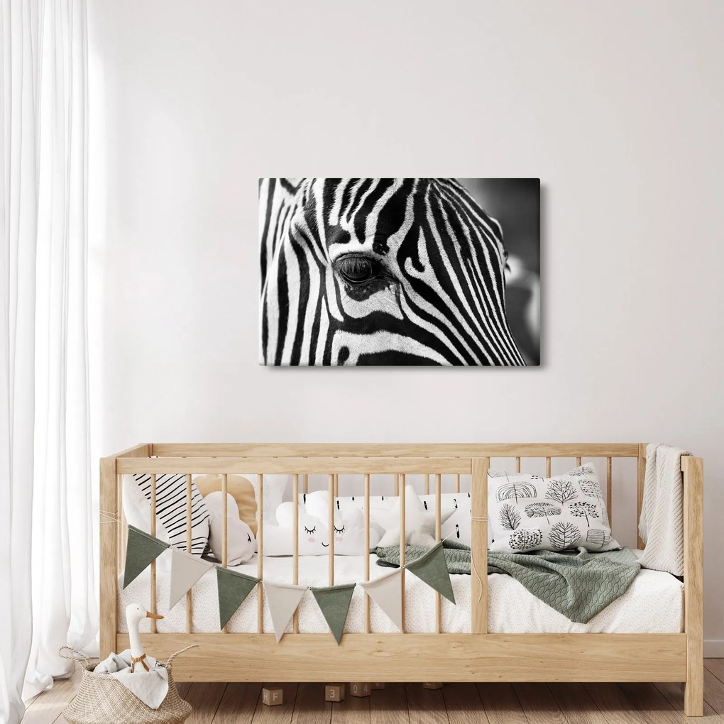 Zebra képe (90x60 cm)