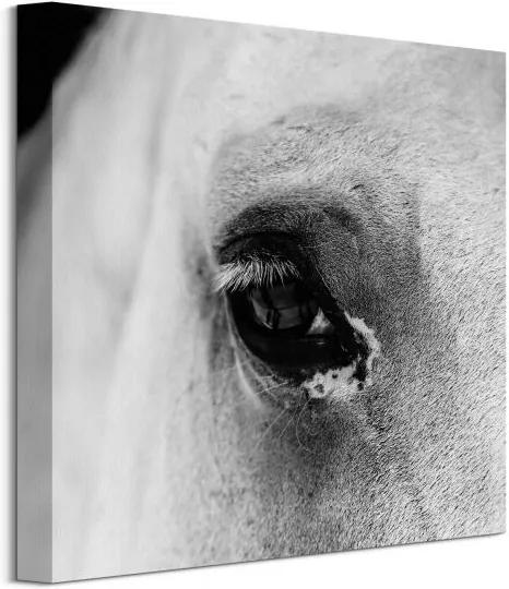 Vászonkép A ló fekete szeme Farrugia Lorene 40x40cm CKS3749