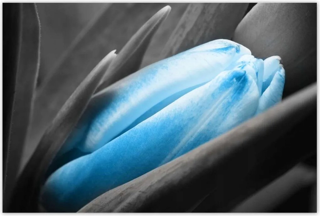 Poszterek 120x80 Kék szirmok Tulipán