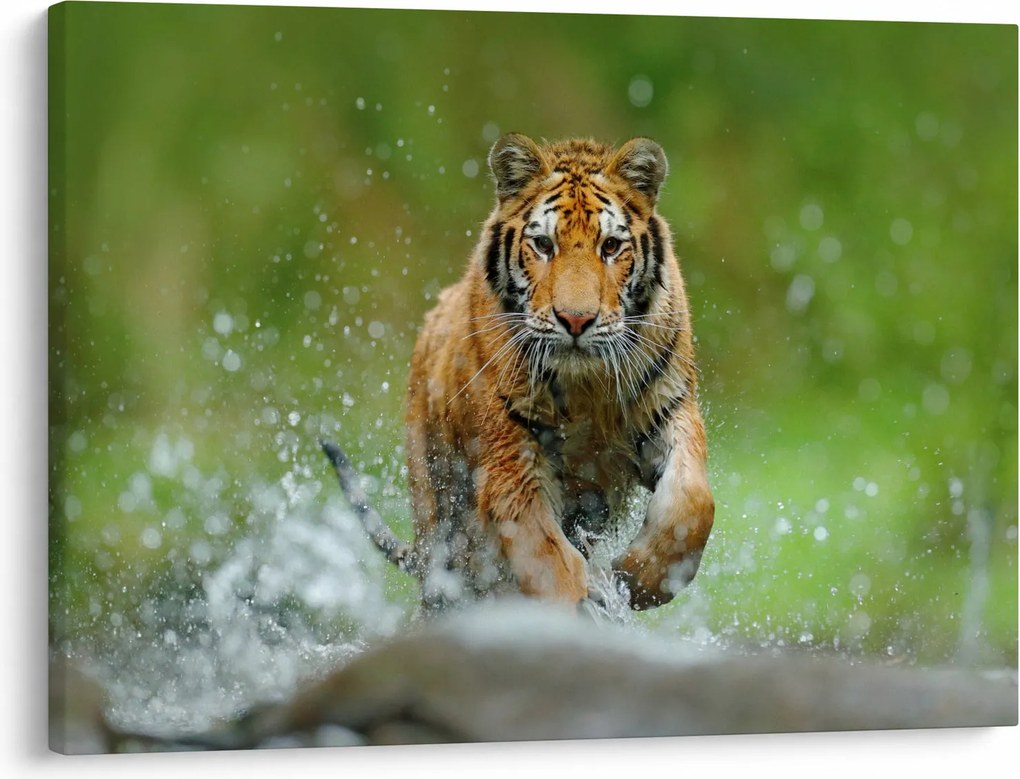 Kép - Futó tigris (70x50 cm)