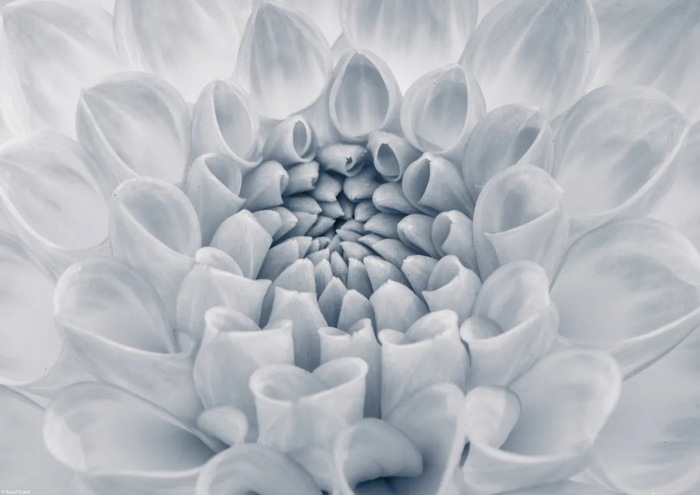 Poszter 42x29,7cm Dália virág 2, Assaf Frank