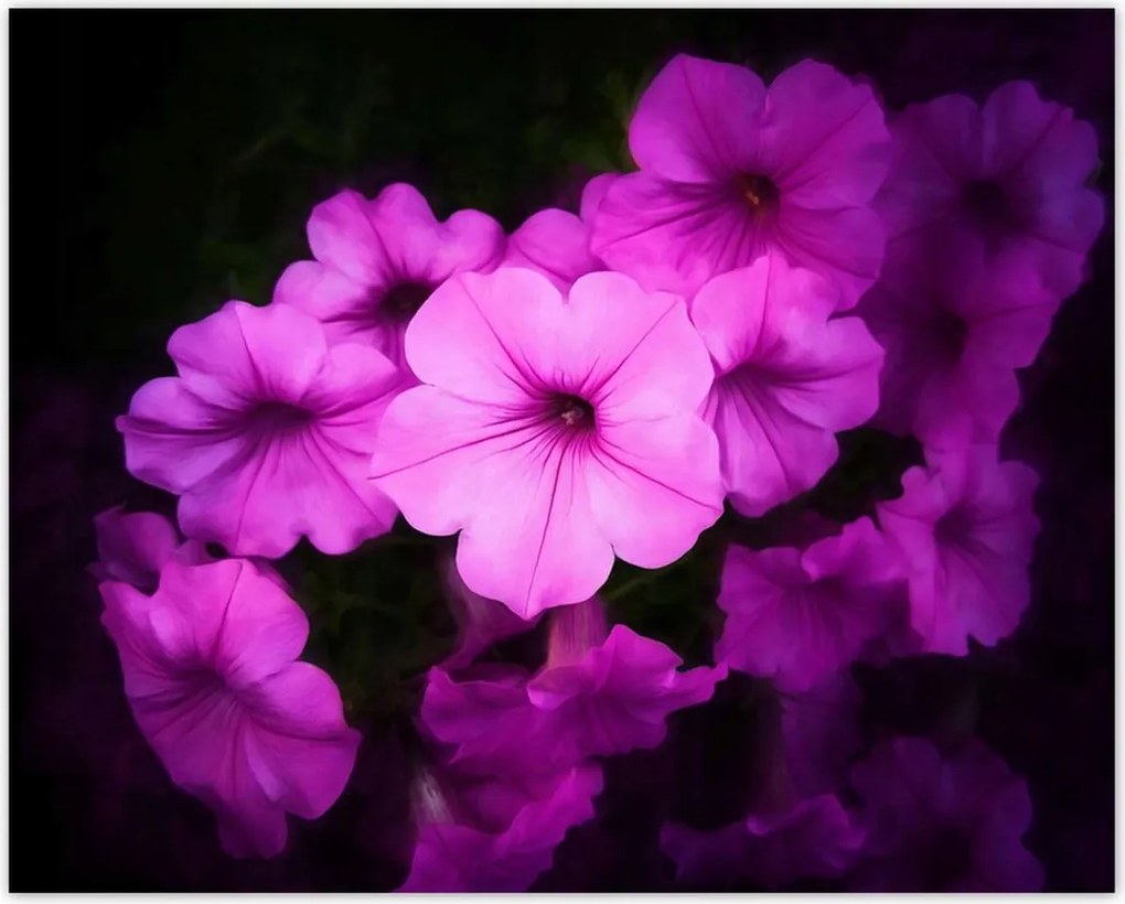 Poszterek 50x40 Petunia lila virágai