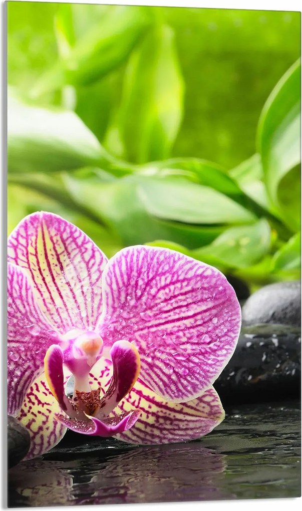 Üveg Vágódeszka 30x52 Orchidea Konyha