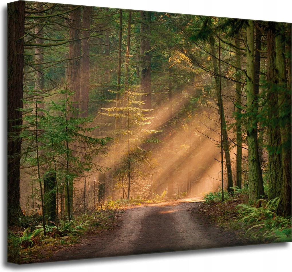 Vászonkép Ösvény az erdőben Fák Természet 50x40 cm