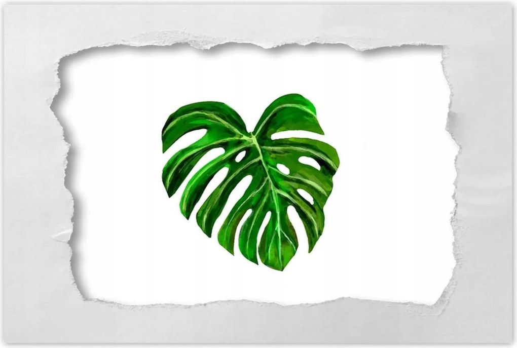 Poszterek 90x60 Monsera levél lyukas