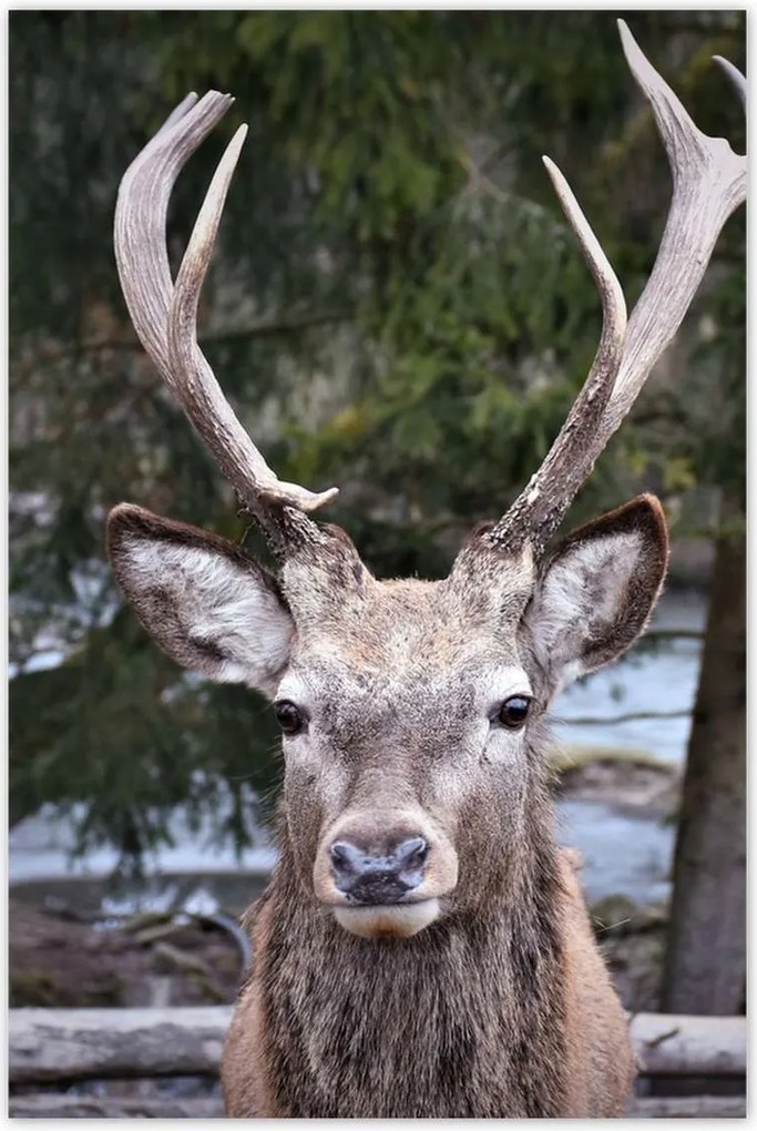 Poszterek 80x120 Szarvas agancs