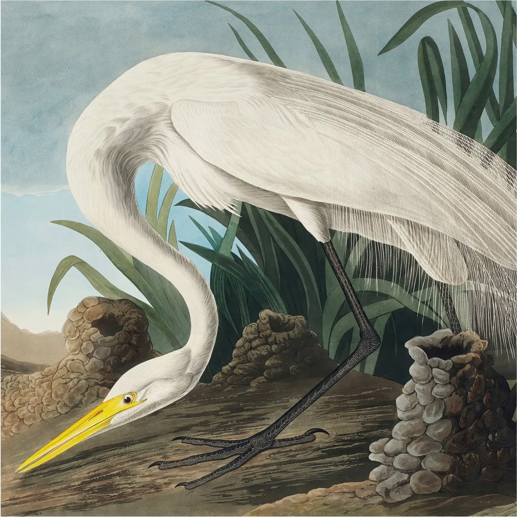 Fali fotótapéta Étkezőbe Fenséges kócsag 250x250