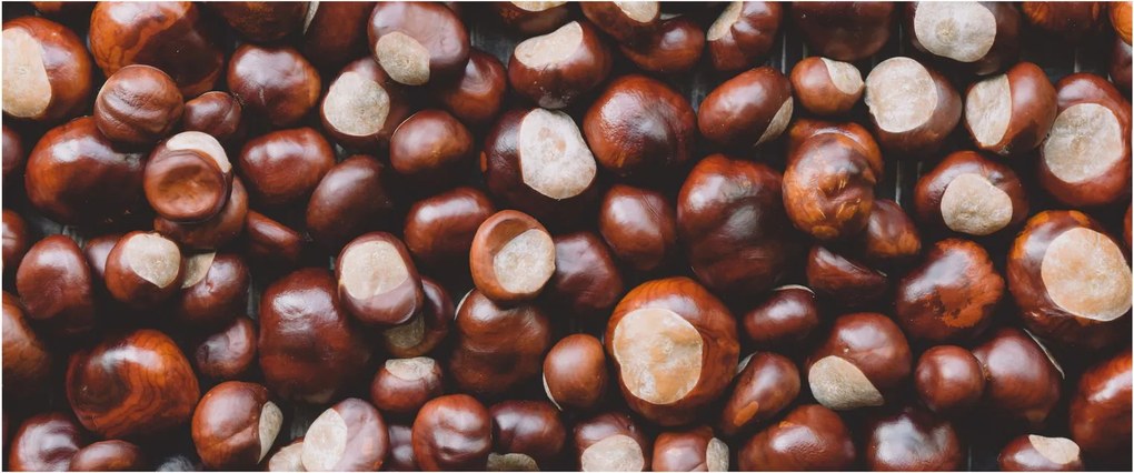 Kép - Érett gesztenye (120x50 cm)