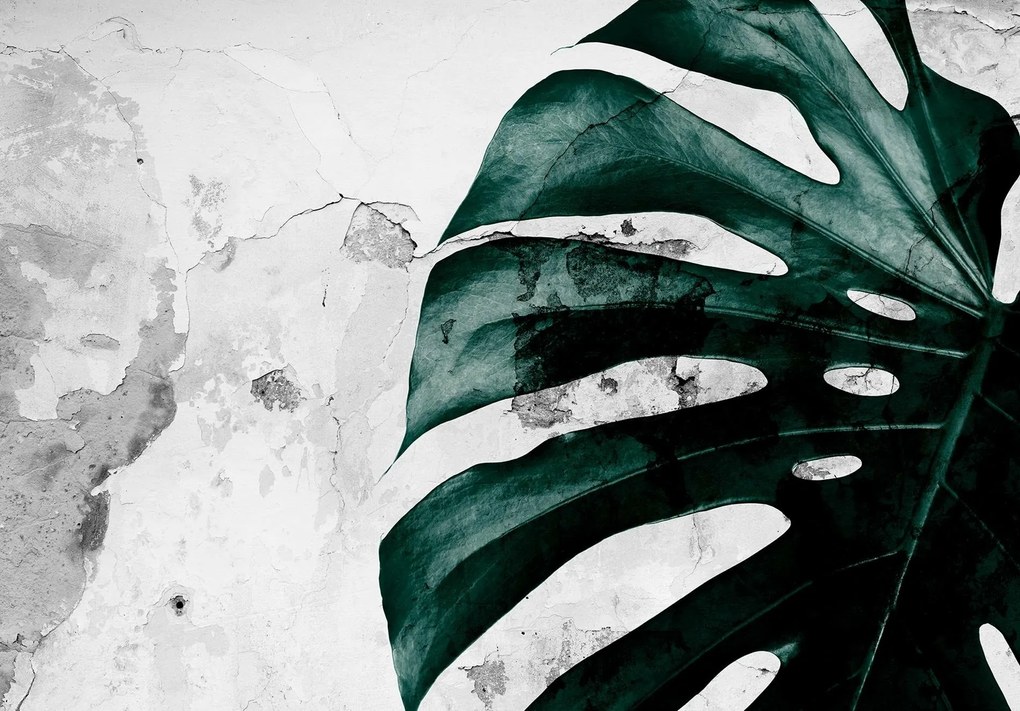 Fotótapéta levél levelek monstery 416 x 254