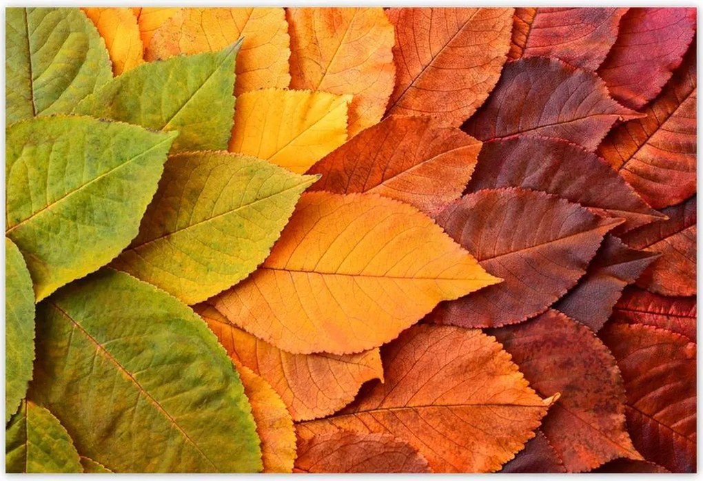 Fotótapéták 200x135 Őszi színes levelek Levelek az ősz színeiben