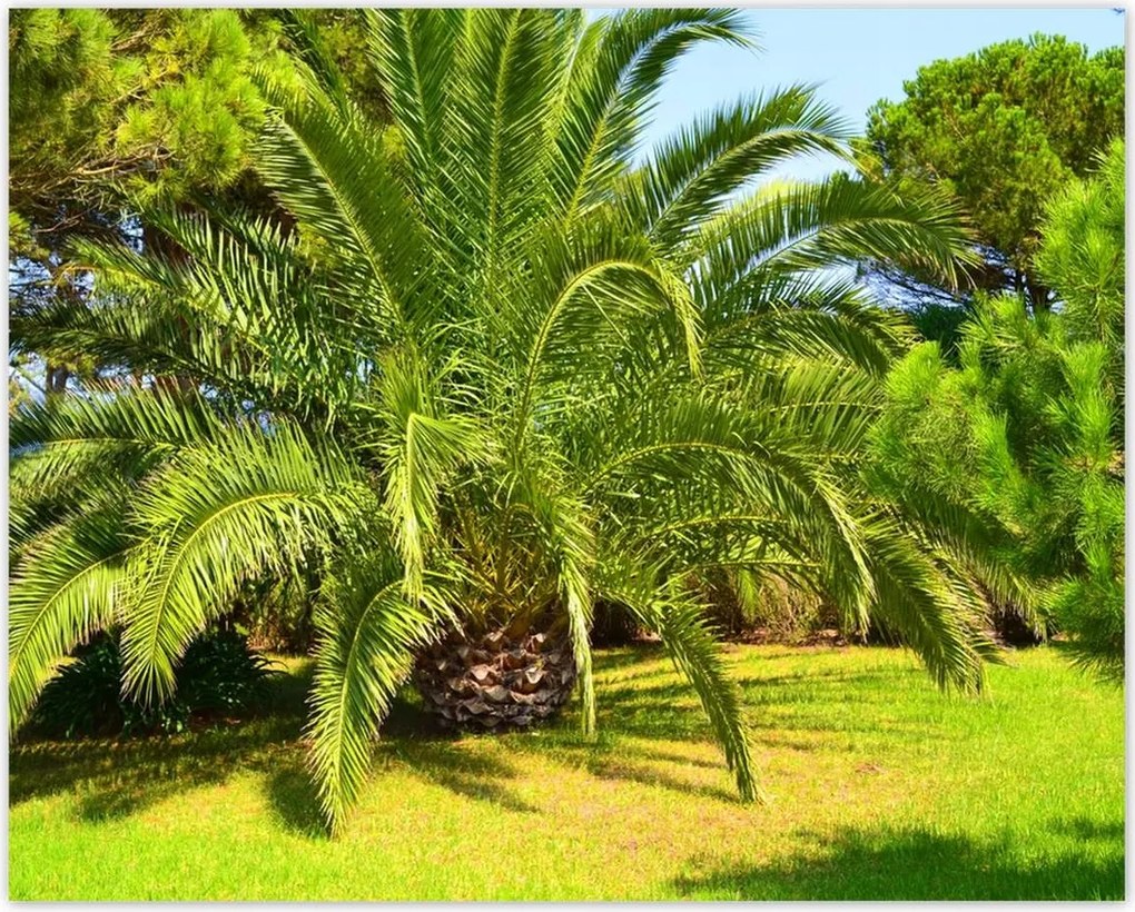 Poszterek 50x40 Trópusok Tájkép Pálmafák