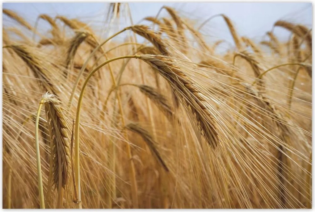 Poszterek 120x80 Kalászok gabonával Gabonafélék