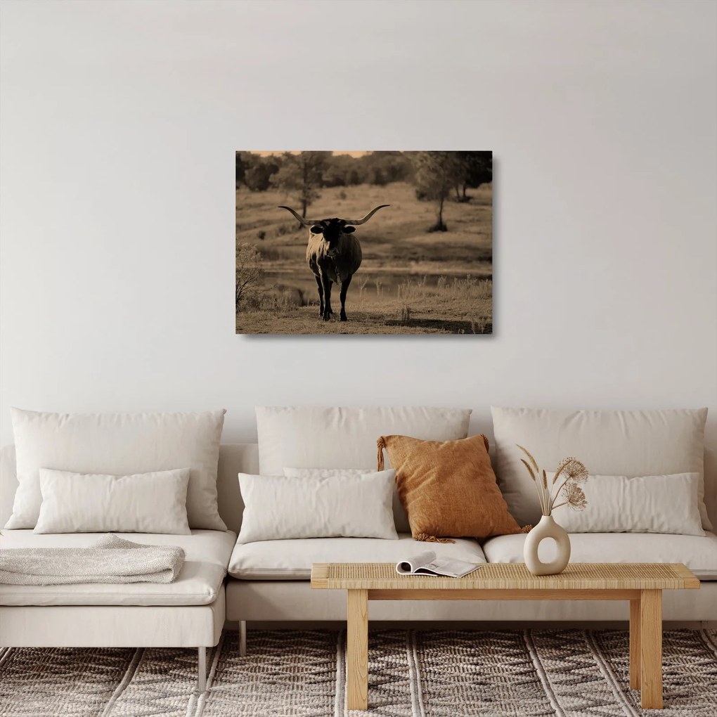 Üveg kép - Texasi tehén (70x50 cm)
