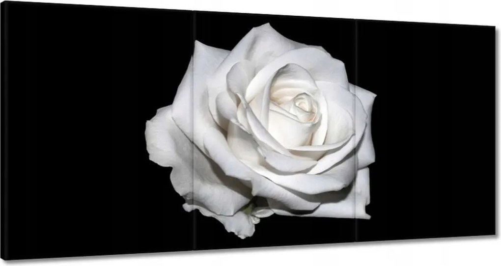 Vászonkép 120x60 Rózsa Virág Virágok Rózsa