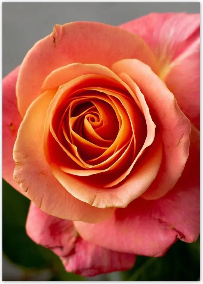 Poszterek A4 Pion Rózsa Virág Virágok Rózsa