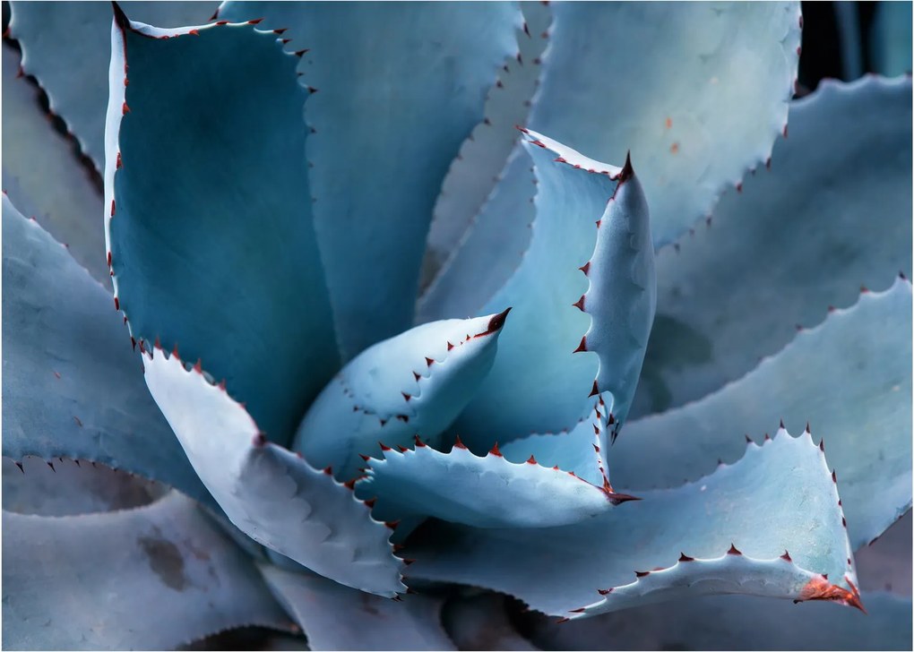 Üveg kép - Agave (70x50 cm)