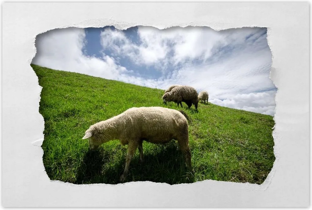 Poszterek 120x80 Juhok a legelőn