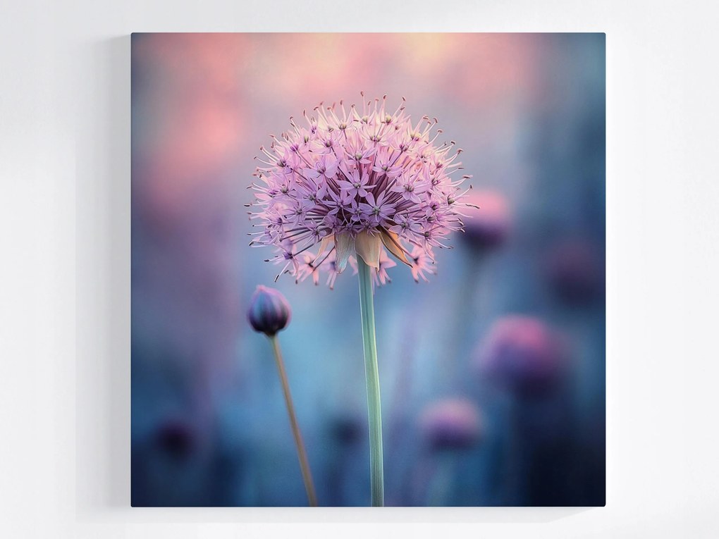 Canvas Rózsaszín Virág Fokhagyma Dekoratív Makró Pasztell Vászonkép 40x40