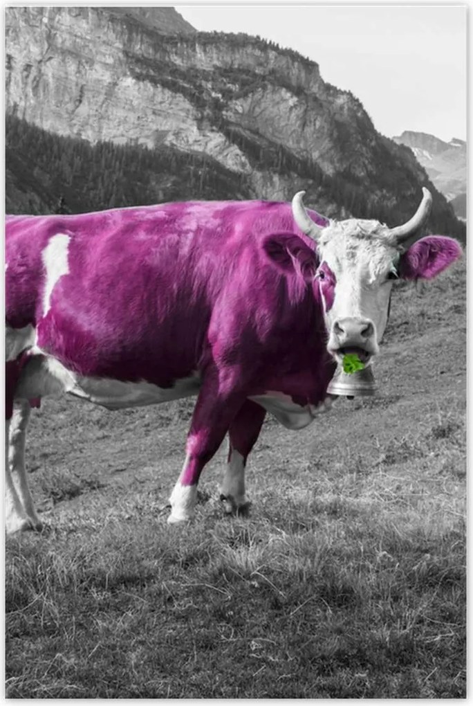 Poszterek 80x120 Lila tehén Emilka