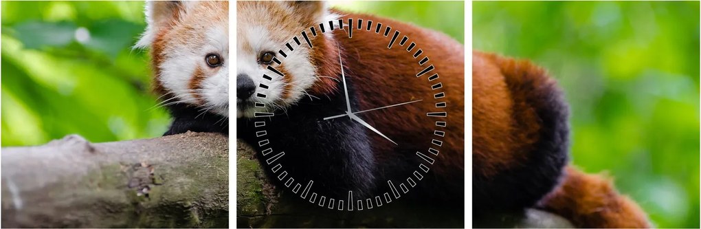 A vörös panda képe (órával) (90x30 cm)