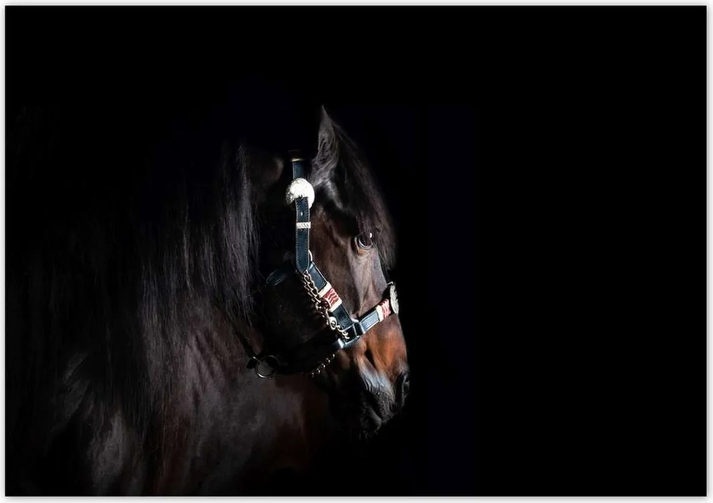 Poszterek 100x70 Ló ló fekete alapon