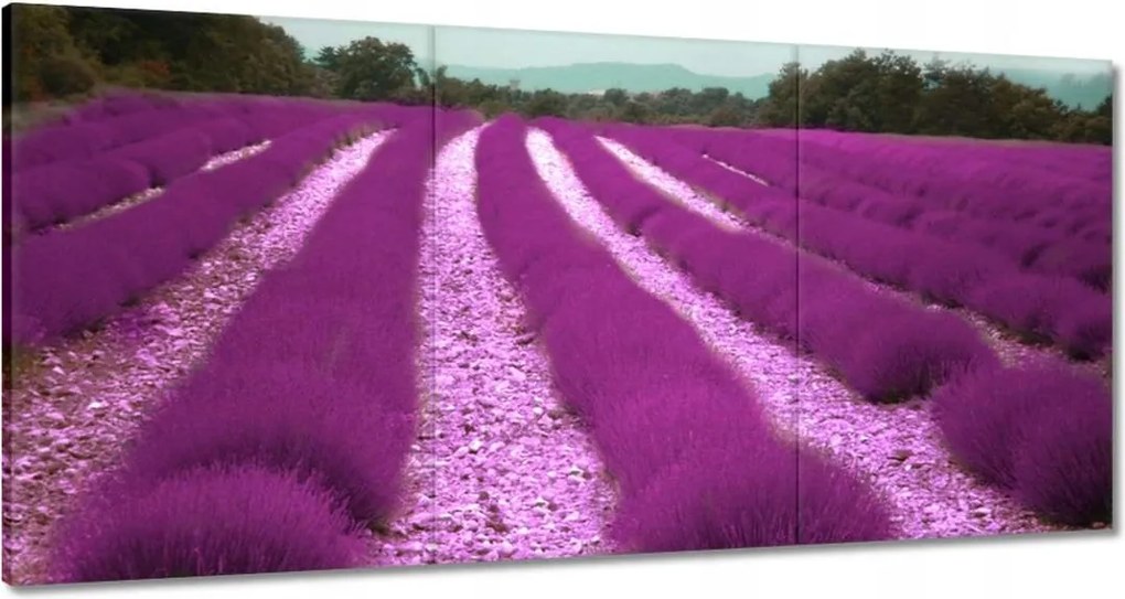 Vászonkép 120x60 Levendulamező