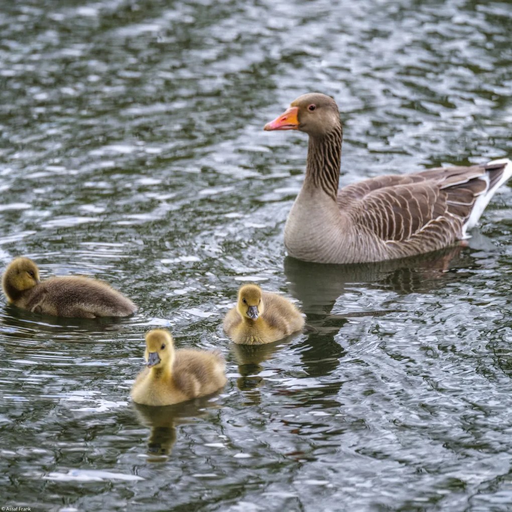 Poszter 30x30cm Lúd és anyja, Assaf Frank