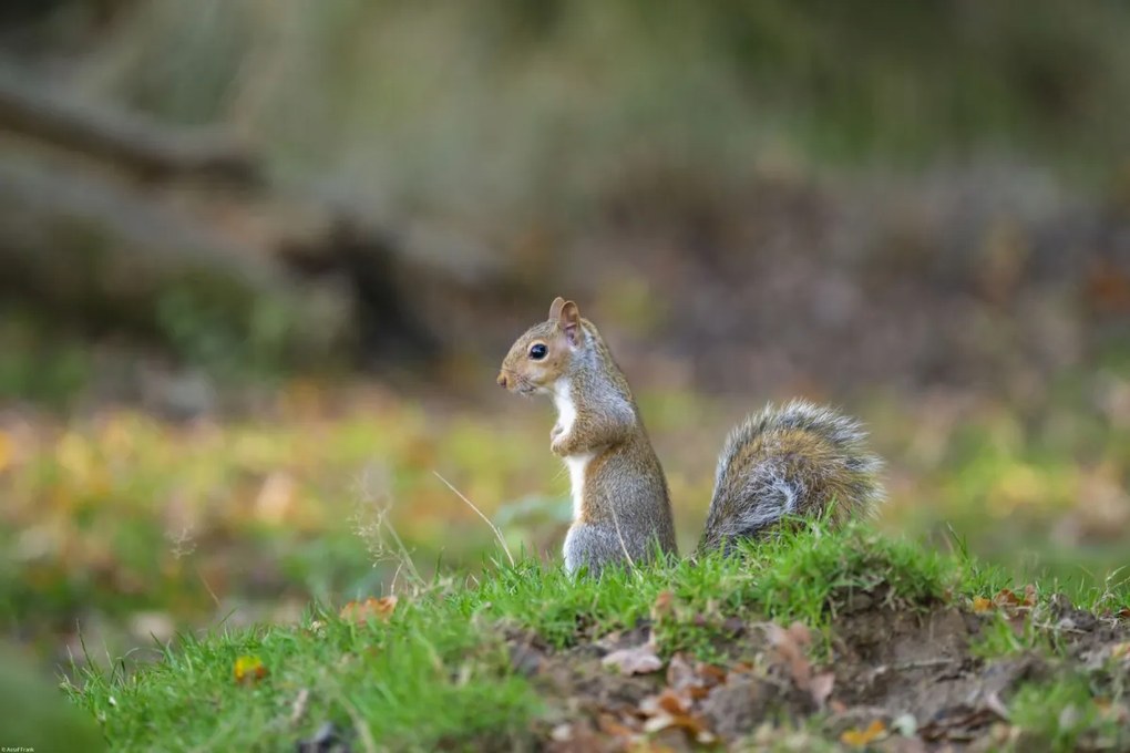 Poszter 60x40cm Mókus a fűben, Assaf Frank