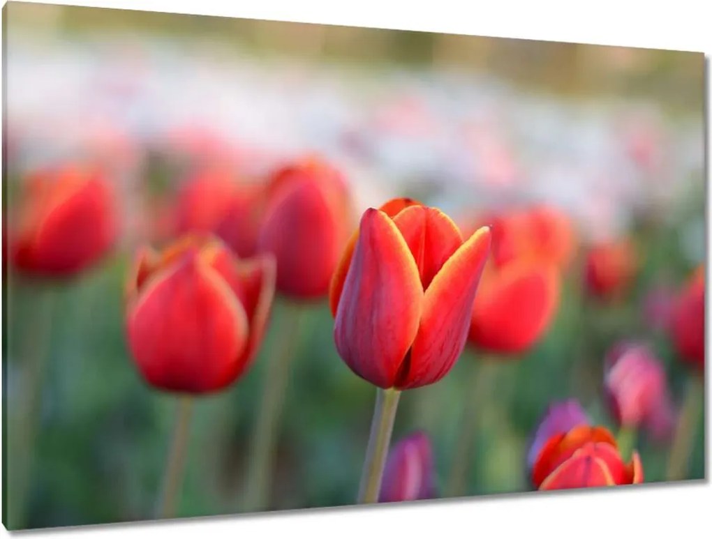 Vászonkép 120x80 Tulipánok Virágok