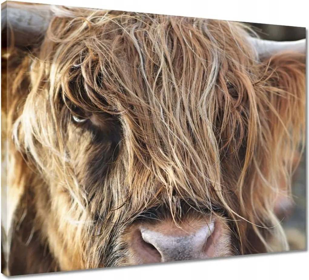 Vászonkép 50x40 Skót tehén szarvakkal