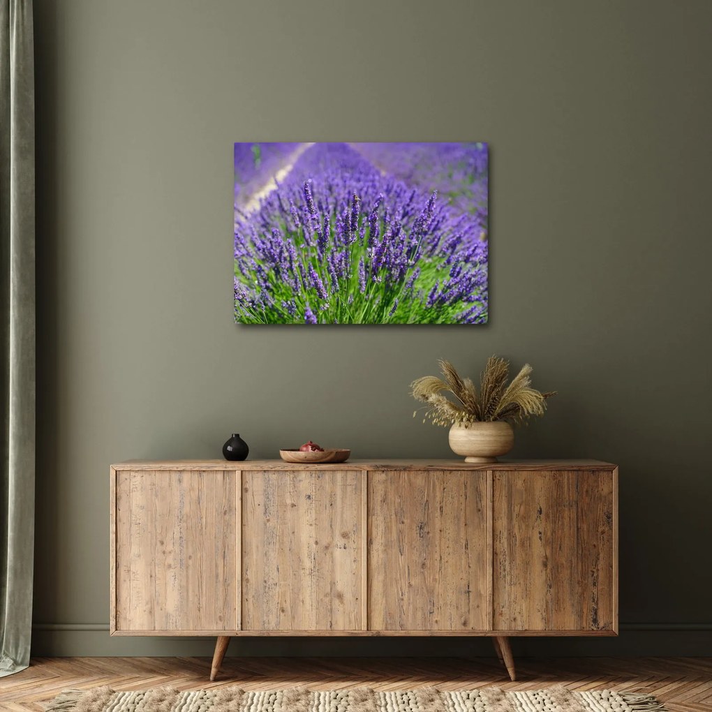 Kép - levandula (70x50 cm)