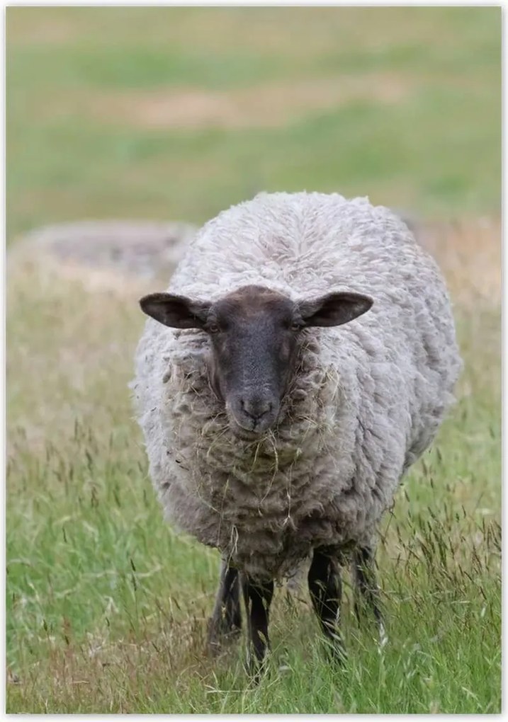 Poszterek 70x100 Juh legeltetés Bárányok Juhok