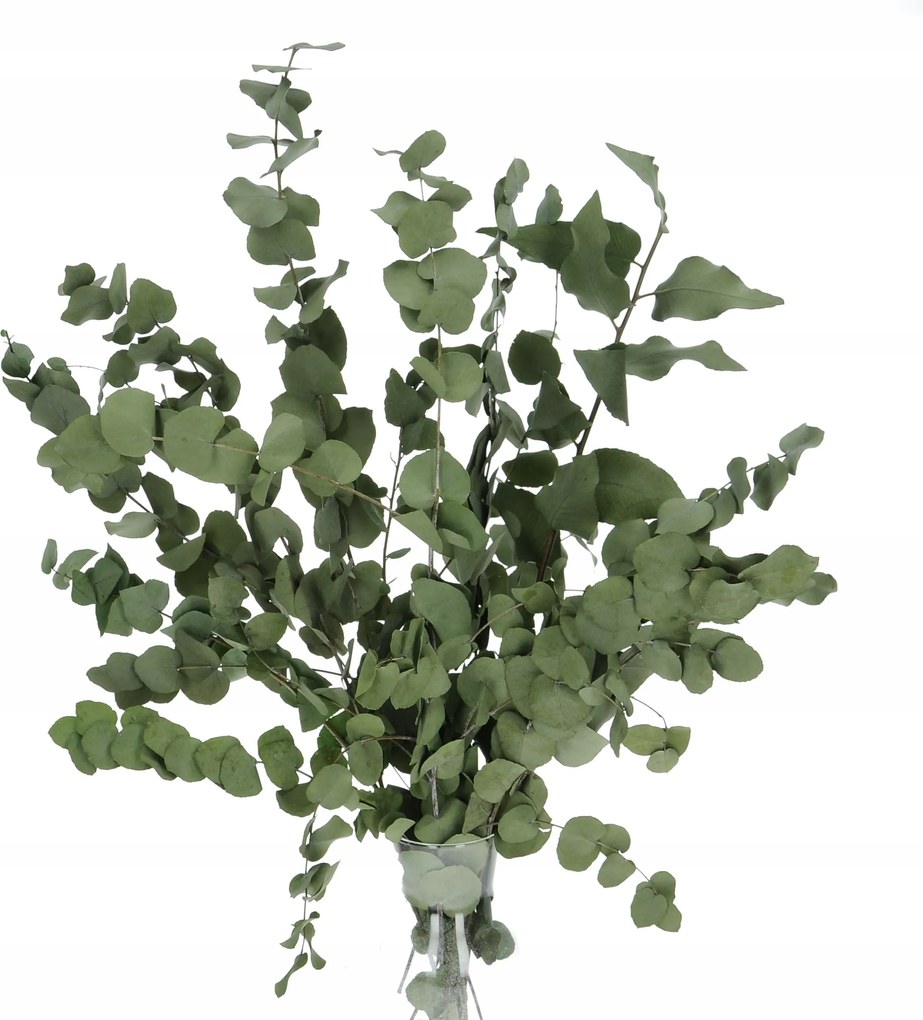 Stabilizált eukaliptusz zöld csokor szárított eukaliptusz levelek