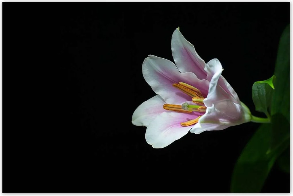 Poszterek 120x80 Virágzó rózsaszín liliom