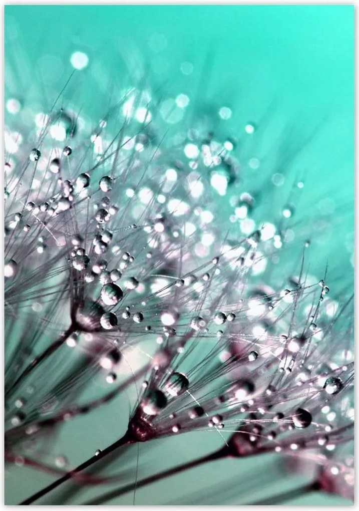 Poszterek 70x100 Harmatcseppek Pitypang