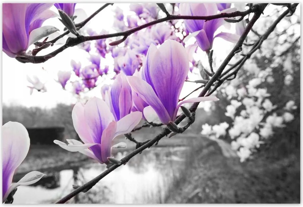 Poszterek 200x135 Magnólia Virágok