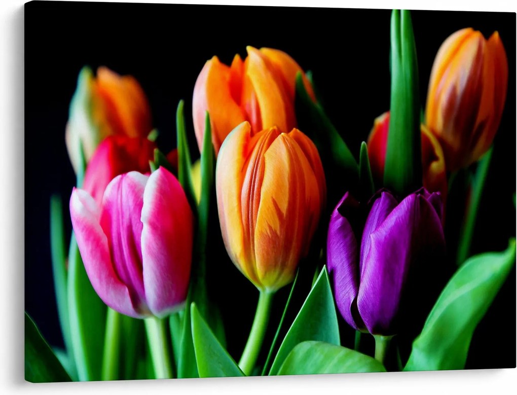 Tulipánok képe fekete alapon (70x50 cm)