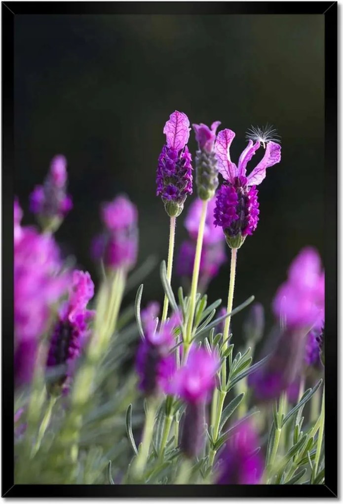 Poszterek keretben 40x60 Levendula virágok