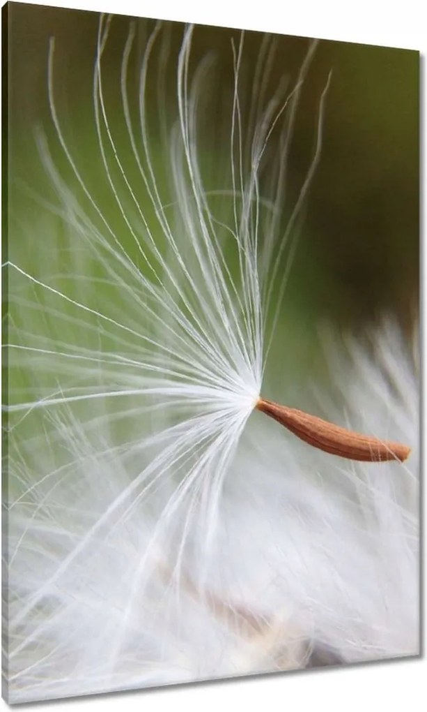 Vászonkép 70x100 Pitypang Virág Virágok