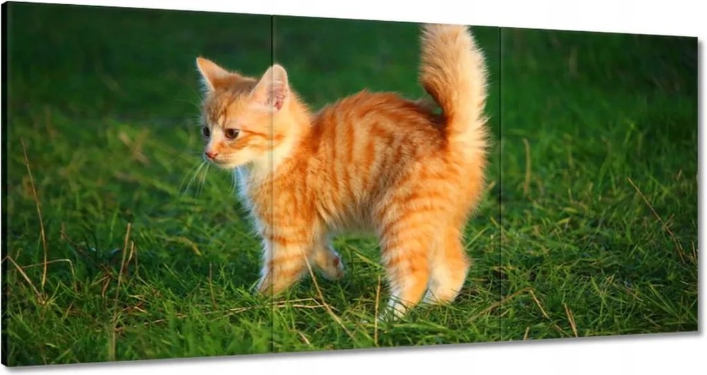 Vászonkép 120x60 Cica