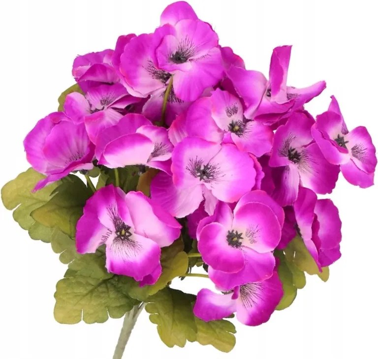 Árvácska Csokor Árvácska Sűrű Nagy Művirágok, Mint Az Élő