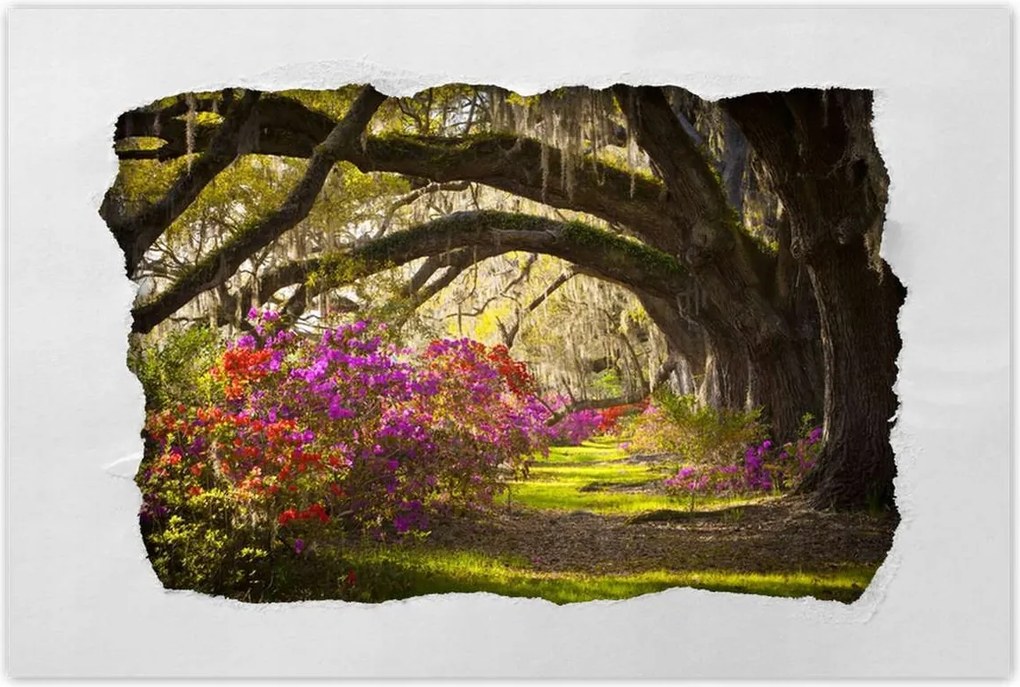 Poszterek 90x60 Tölgyfa sikátor