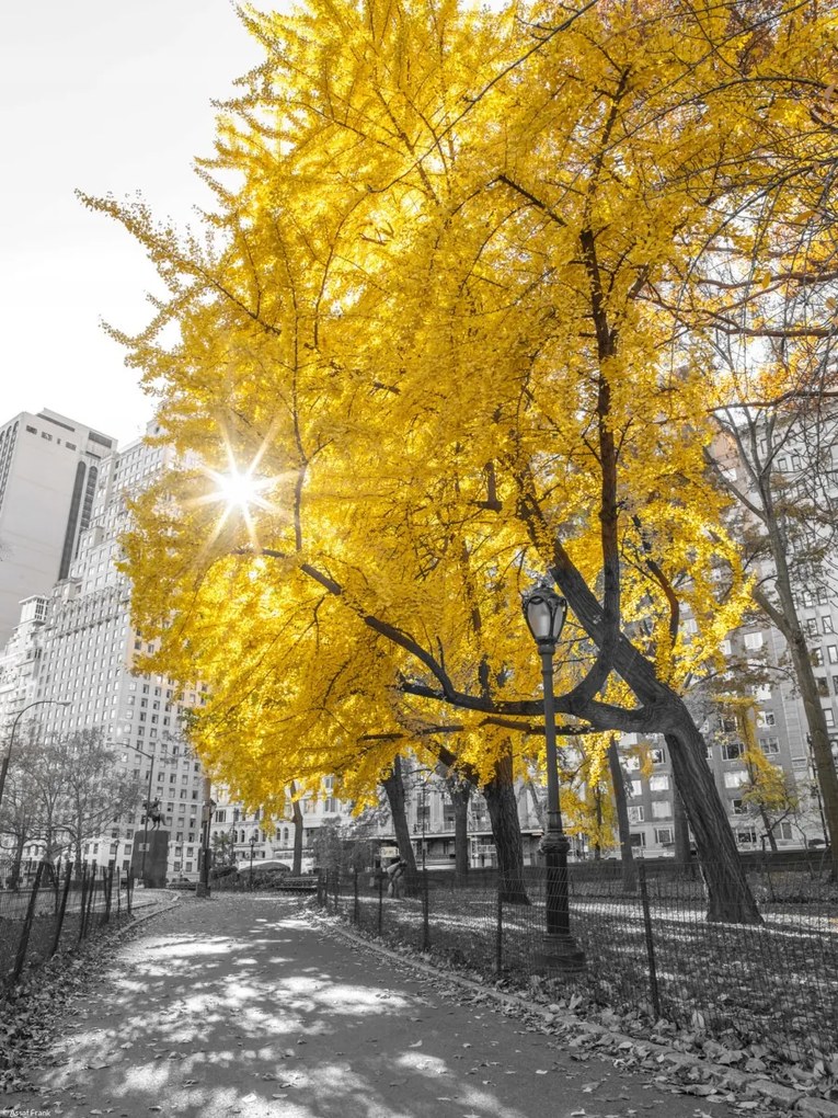 Poszter 30x40cm Ösvény a központi parkon át 4, Assaf Frank