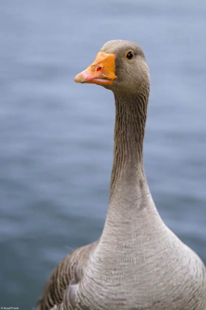 Poszter 20x30cm Liba, Assaf Frank