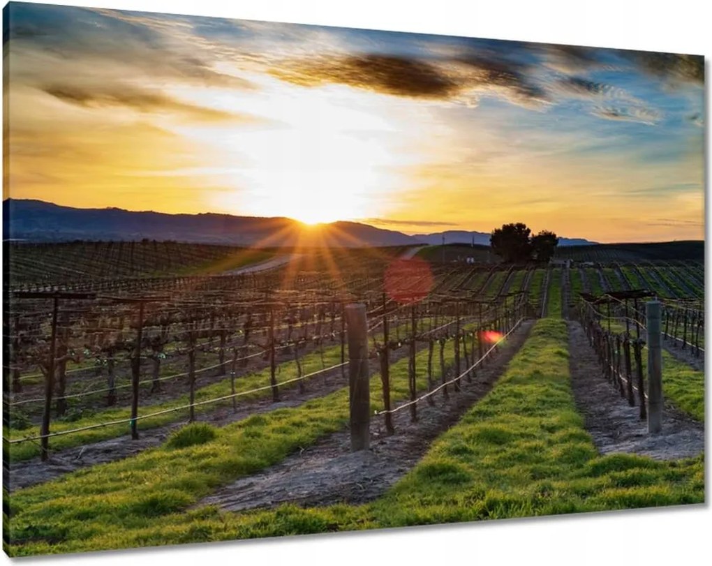 Vászonkép 100x70 Szőlőbirtok Tájkép