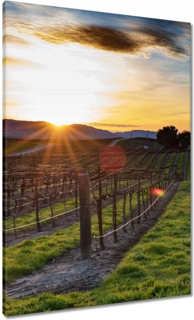 Vászonkép 70x100 Szőlőbirtok Tájkép