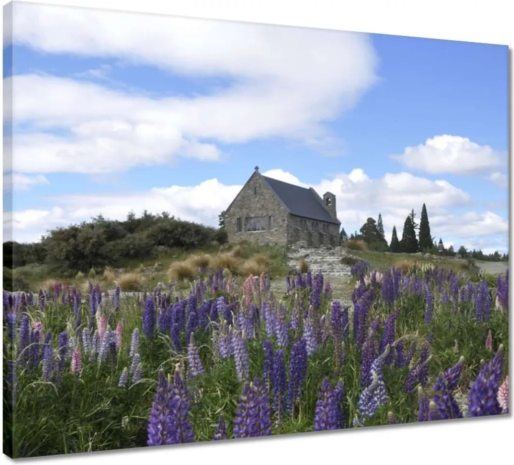 Vászonkép 50x40 Lila virágok domb