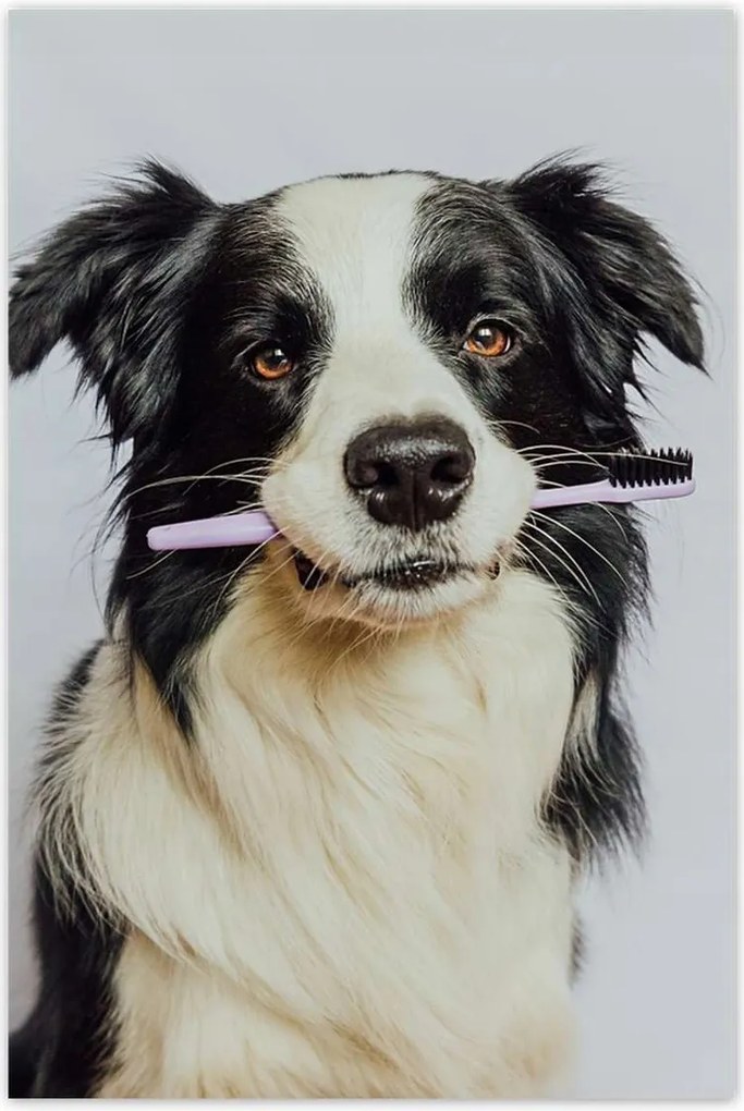 Poszterek 80x120 Collie fogkefével