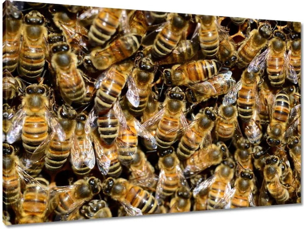 Vászonkép 90x60 Méhecskék munka közben